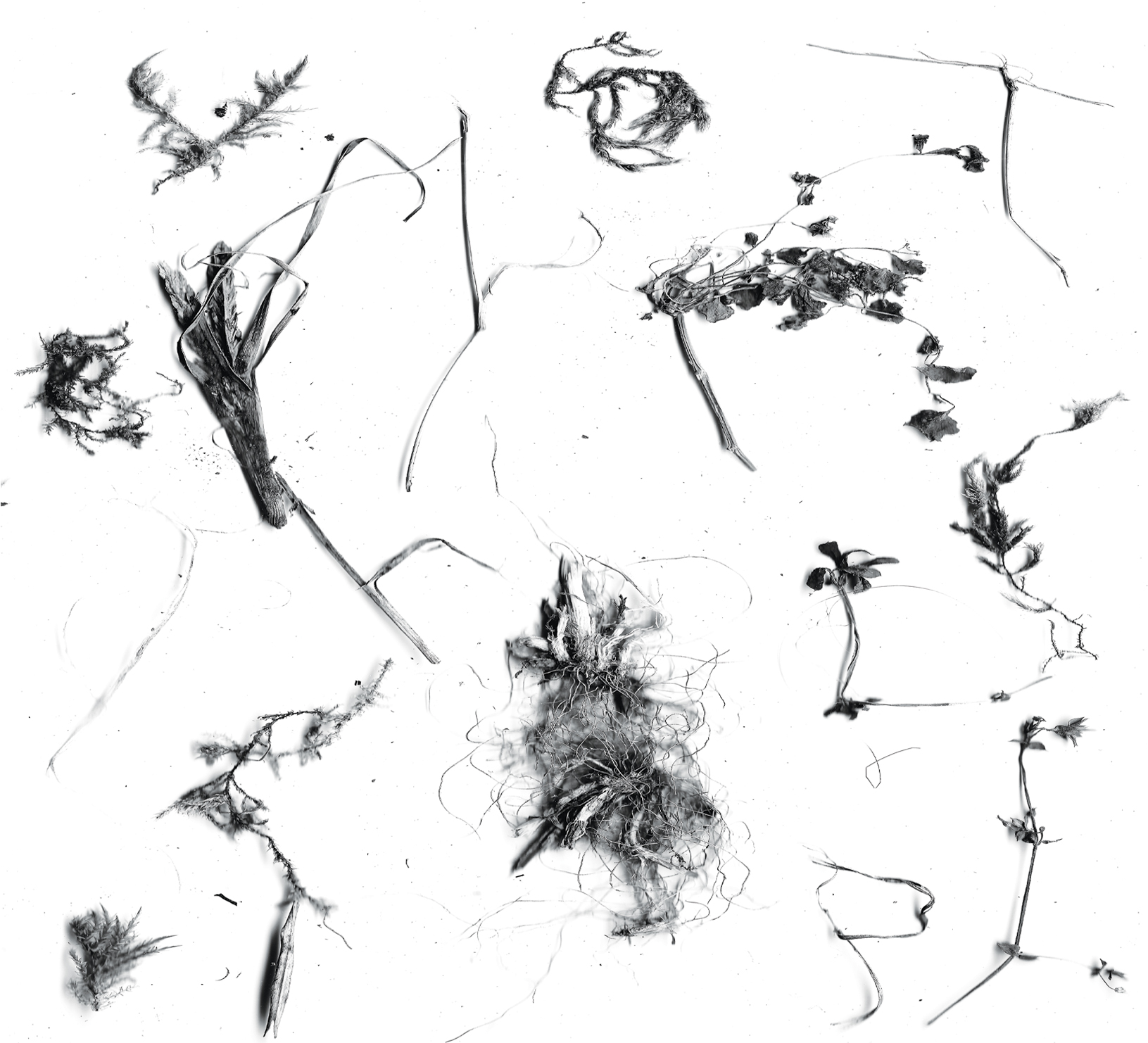 THE NEST DUO <br/> A Whisper of Roots - Image 5